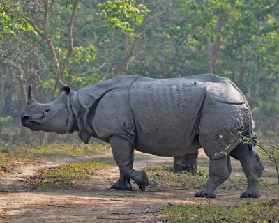 Assam Tours - Northeast India Tours - Kaziranga tours- Assam tea garden Tours